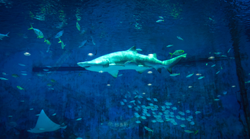 SHARKS: A great & misunderstood species