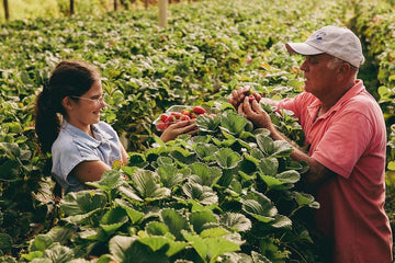 New sustainable innovations: Rooftop Farming
