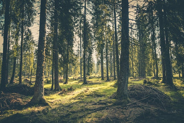 2021 International Day of Forests