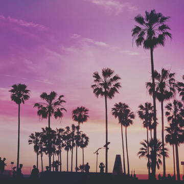 A retro-style photo of palm trees silhouetted against a vibrant sunset sky.