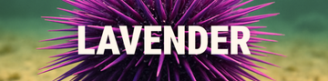 A banner with the word 'LAVENDER' in white over an underwater photo of a spiky purple sea urchin.