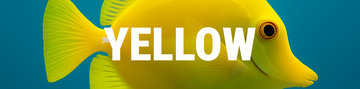 A banner for the Jason Hyde 'YELLOW' collection featuring a yellow tang fish.