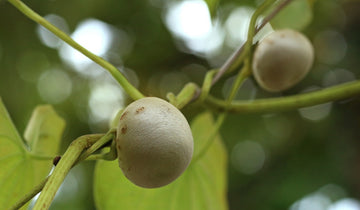 Invasive plants? Getting rid of air potatoes