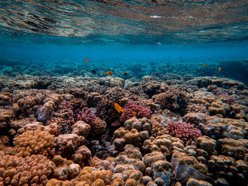 Underwater view of a vibrant coral reef with diverse formations in orange brown and reddish-pink with a few small fish
