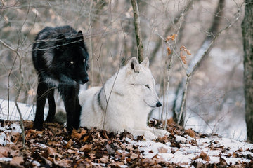 Protecting our wolves: caring for animals that need protection