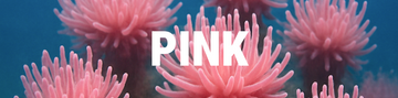 Banner for the Jason Hyde 'PINK' collection featuring the word 'PINK' in white
